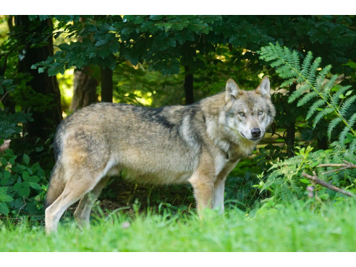 Siūloma didinti paramą apsaugai nuo vilkų